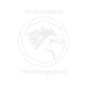 Pferdefotografie - Markus Nitsche - Professionelle Pferdefotos